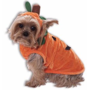 Small dog costume - Pumpkin 