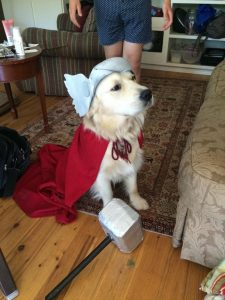 Dog Halloween Costume - Thor 