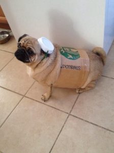 Small dog Halloween costume - Starbucks Pug'in Spice Latte 